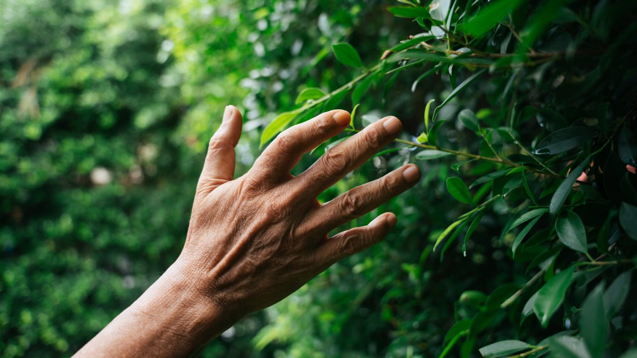 Hand of senior elderly old person touching green plant leaf at yard.