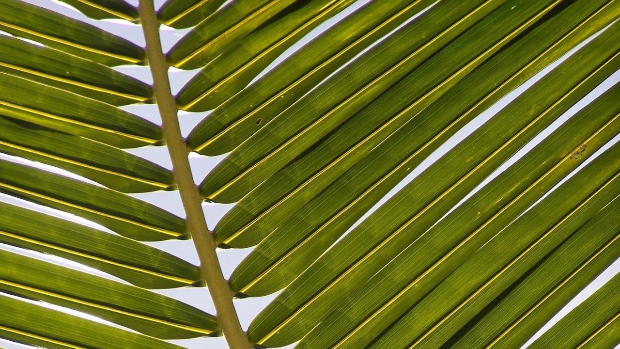 palm-1029010_1920